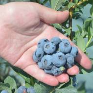 Саженец Голубика Элиот в контейнере